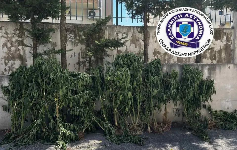 Arrest in Thessaloniki for cultivation of 26 cannabis plants
