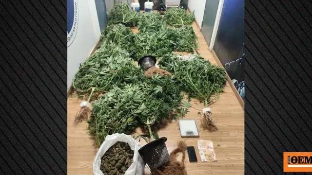 38-year-old arrested with cannabis cultivation operation in basement of home in Kapandriti