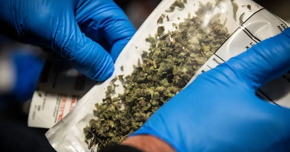 Police conclude preliminary investigation into large-scale cannabis cultivation case in Valtimo and Lieksa