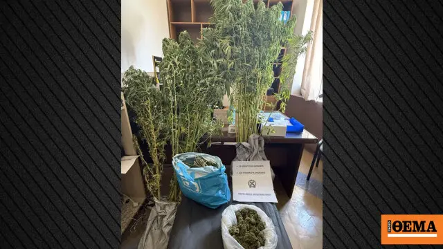 Arrest of 66-year-old in Rhodes with cannabis plantation of 39 seedlings