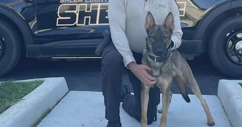New Jersey sergeant charged with animal cruelty after two K-9s die in hot police car