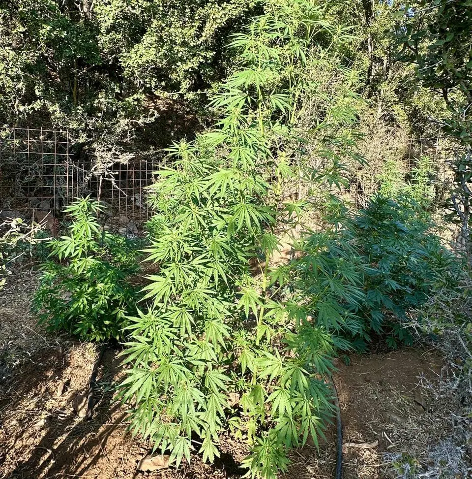 Chania: Arrest of 59-year-old Austrian for five cannabis plants in his yard