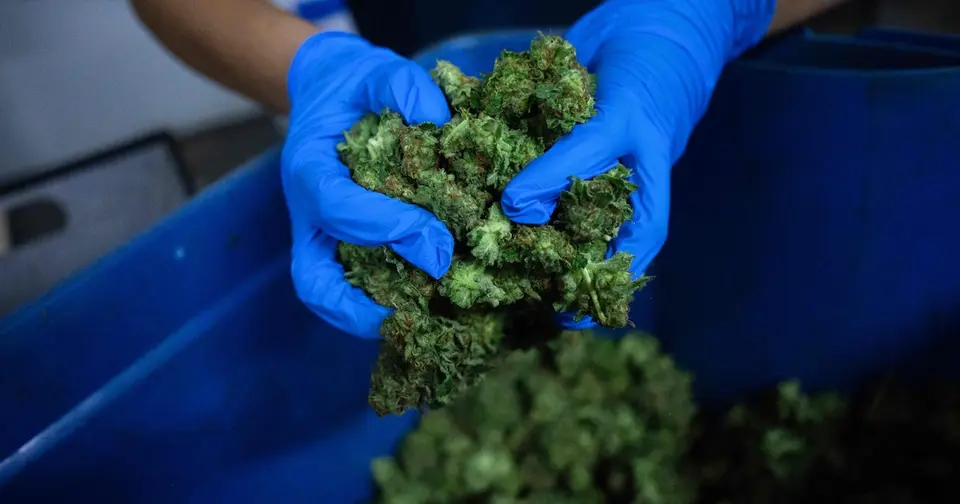 21-year-old Belgian tourist arrested with 31.7 kg of cannabis in Thailand