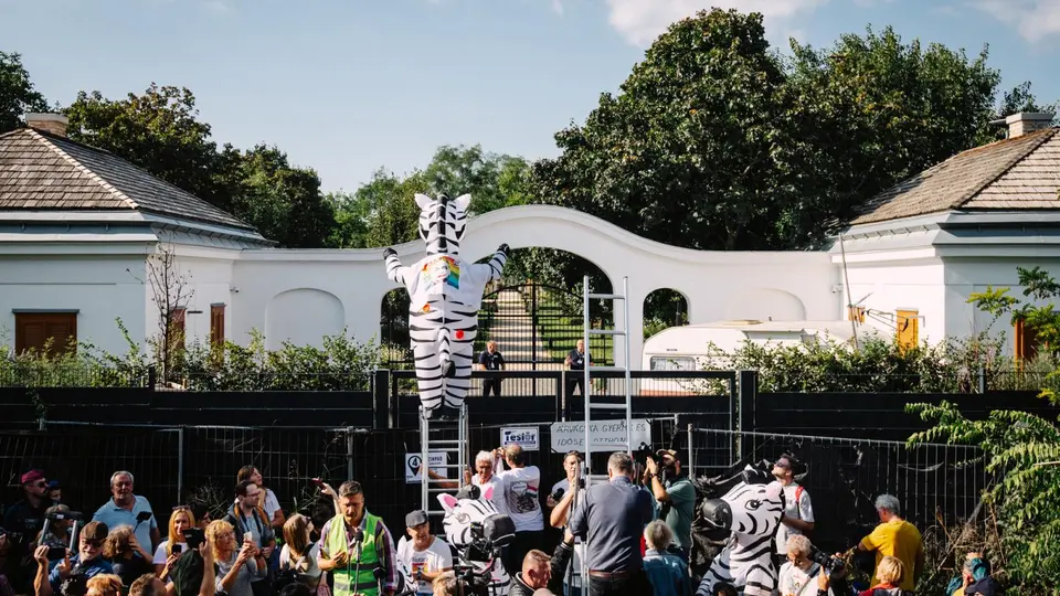 Police investigation into death of zebras at Hatvanpuszta – company linked to Lőrinc Mészáros