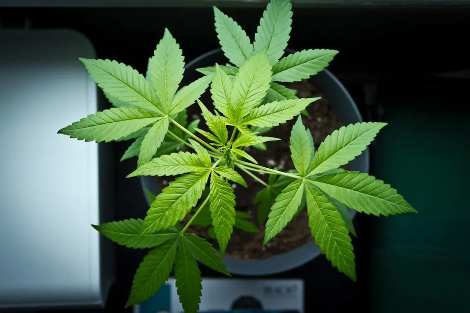 Limassol man, 38, arrested after police find home cannabis grow room