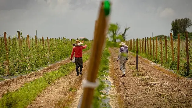 Agricoltore condannato a 16 anni per aver lasciato morire operaio indiano ferito