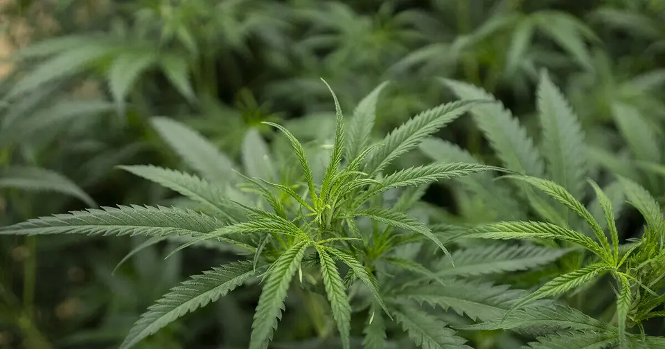 Drogenzucht in Freilassing: 16 Cannabispflanzen in Wohnung entdeckt