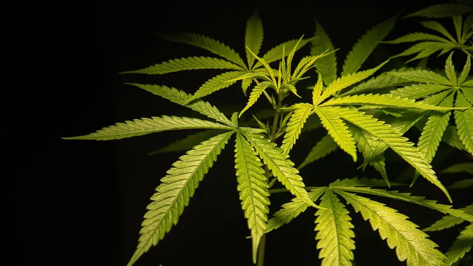 Cannabis plantation in Wuppertal-Cronenberg: 1,100 cannabis plants seized
