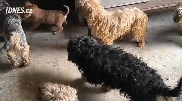 Police uncover dog breeding operation with 165 dogs in filthy house in Mladoboleslavsko