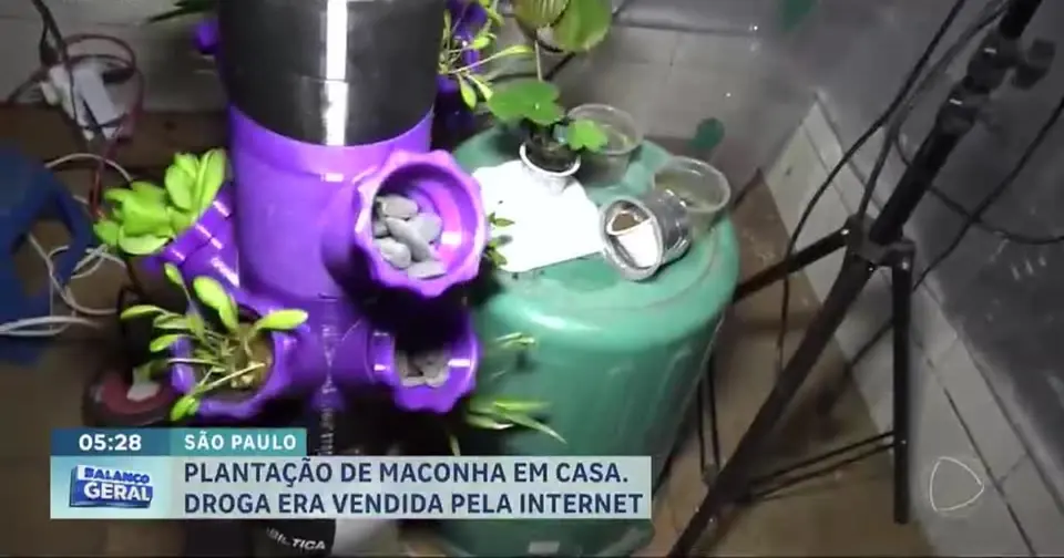 Polícia desmantela estufa de cannabis com venda pela internet em São Paulo