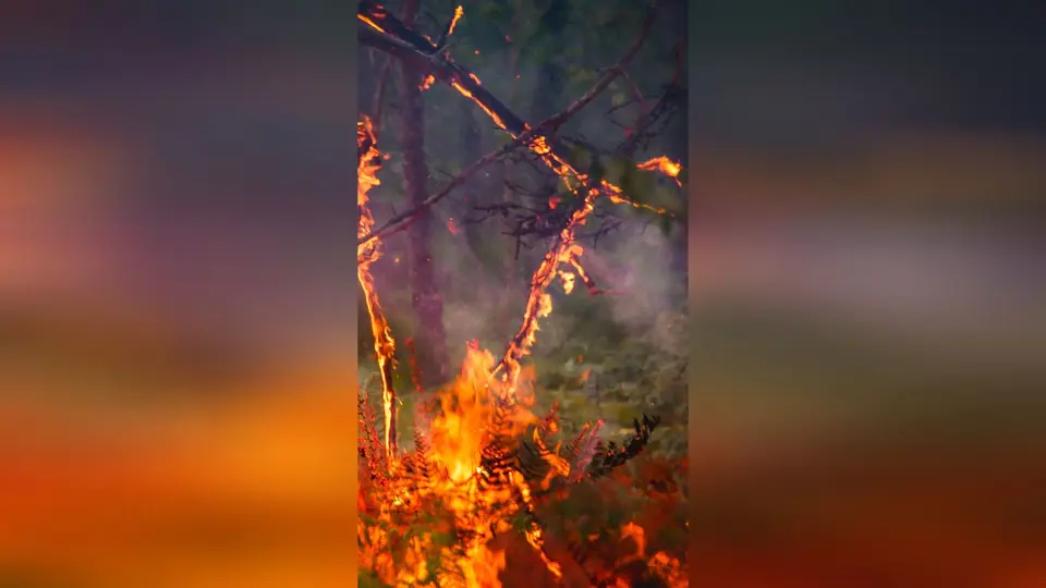 Pompier volontaire interpellé pour des incendies criminels en forêt de Fontainebleau