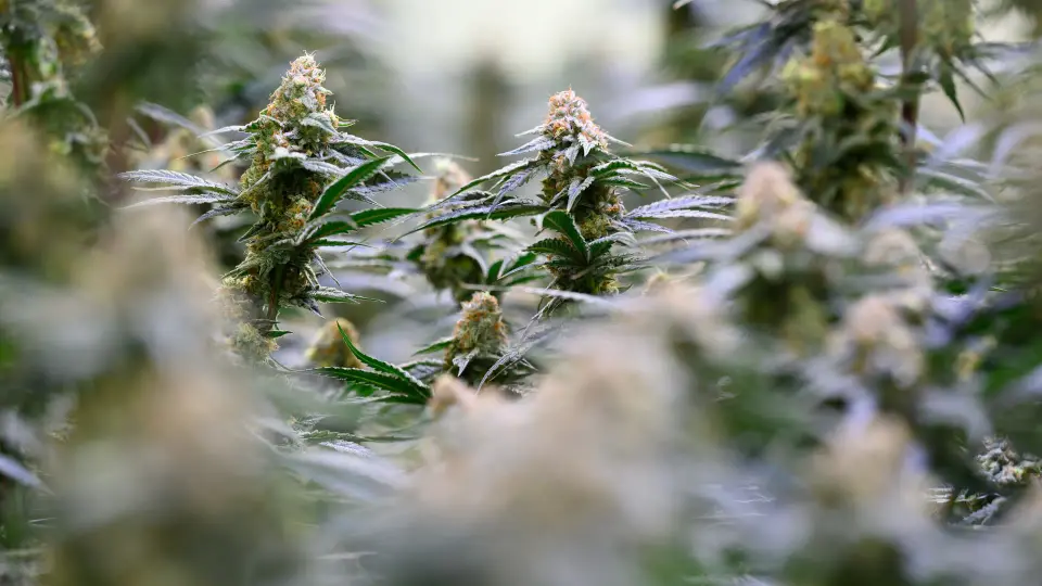 Six suspected drug dealers arrested in Saxony-Anhalt