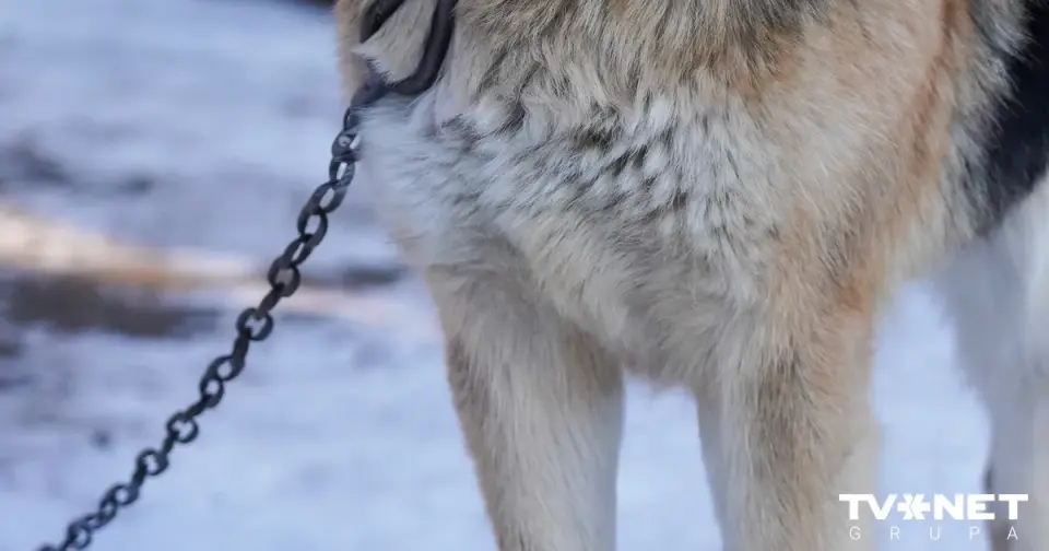 Man in Preiļi beat dog and hid corpse in abandoned house