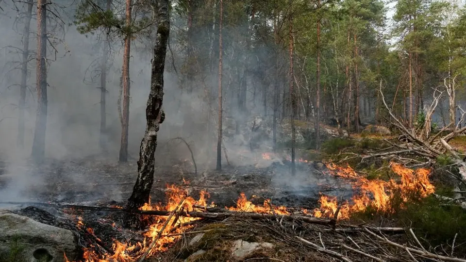 Fontainebleau : deux jeunes de 18 ans mis en examen pour incendies volontaires en forêt