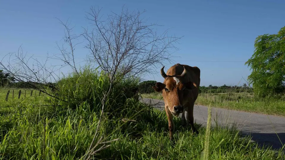 Justice lucernoise : un agriculteur de 66 ans emprisonné pour sévices sur des bovins