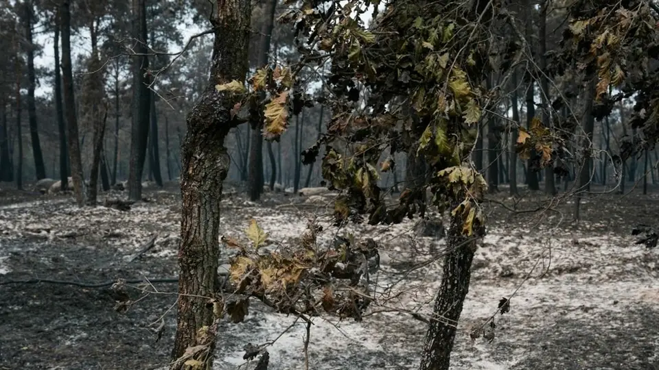 Deux adolescents de 18 ans écroués après les incendies de la forêt de Fontainebleau