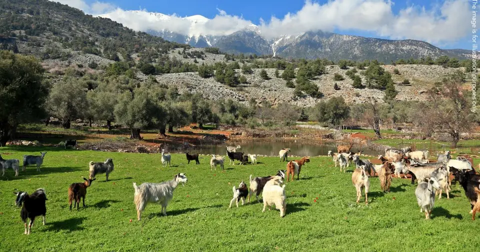 ΕΕΥΔ: Απαγγελία κατηγοριών σε 22 άτομα για απάτη γεωργικών επιδοτήσεων στην Ελλάδα