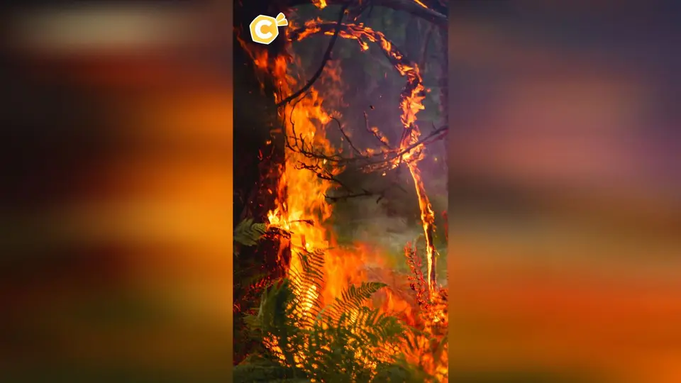 Two young men charged over Fontainebleau fires
