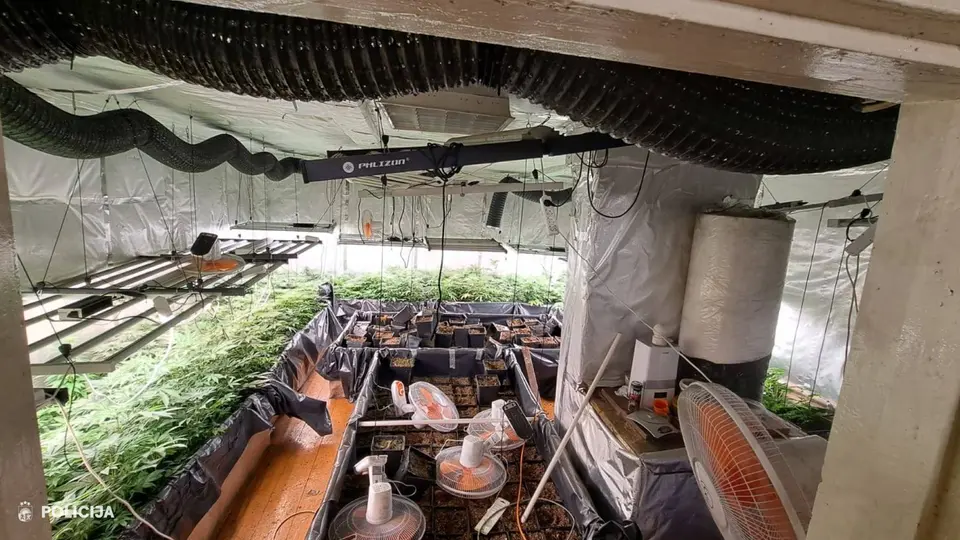 Police in Latgale seize record haul — 835 cannabis plants and 13 firearms