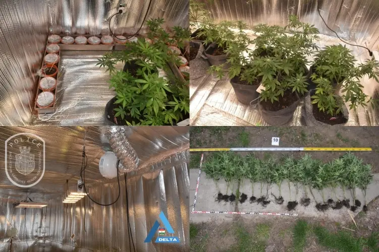 Szekrény mögé rejtett cannabisfarm felszámolva Hercegszántón – négy gyanúsított