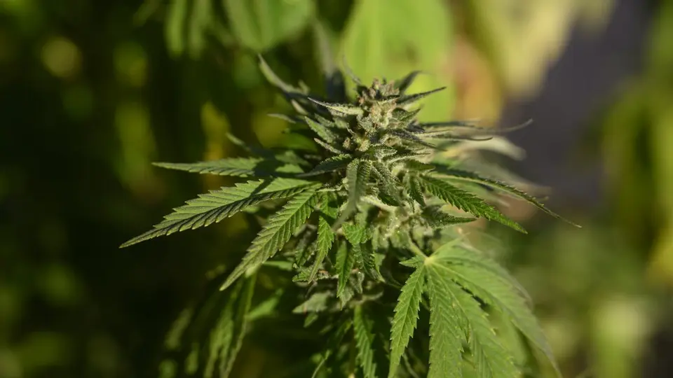 Court of Appeal increases sentences for cannabis cultivation outside Helsingborg