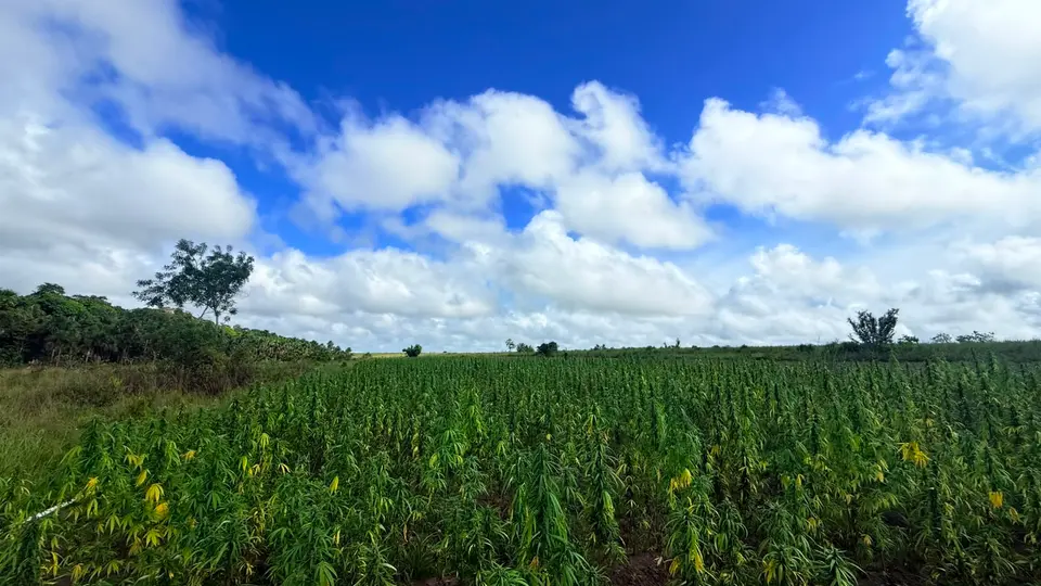 Police burn cannabis farm worth $31M at Wiruni Village, Upper Berbice