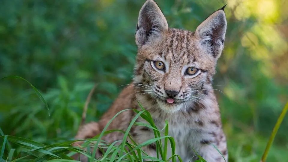 Lynx tué à coups de bâton en Alsace : une sexagénaire condamnée à trois mois avec sursis