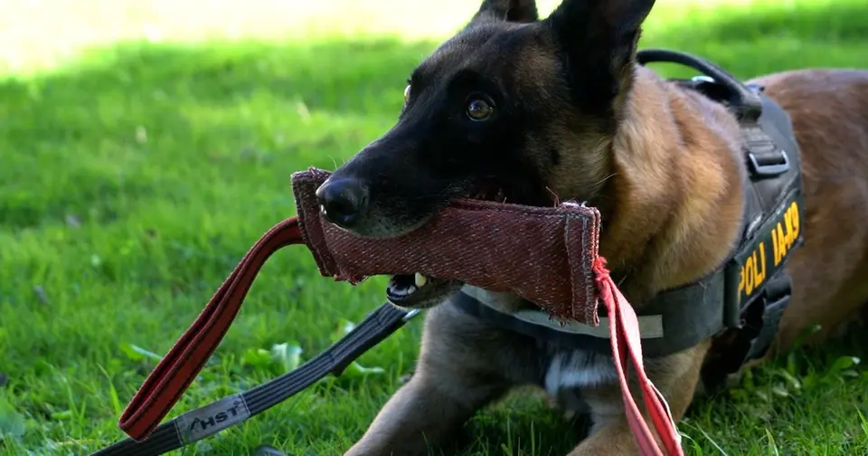 Drago, the Uruguayan malinois dog that seized 180 kg of cocaine paste and is key to the anti-drug fight