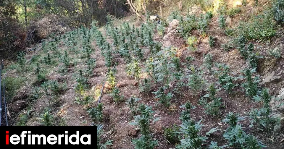 Cannabis plantation of 857 seedlings discovered in Arcadia – illegal proceeds of €1.7 million