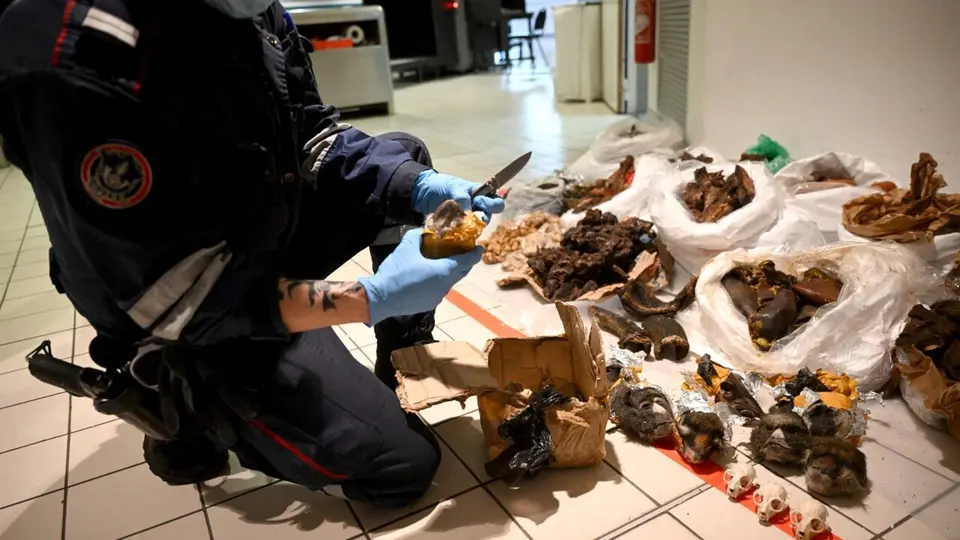 Roissy : les douanes face à l'explosion du trafic d'espèces sauvages