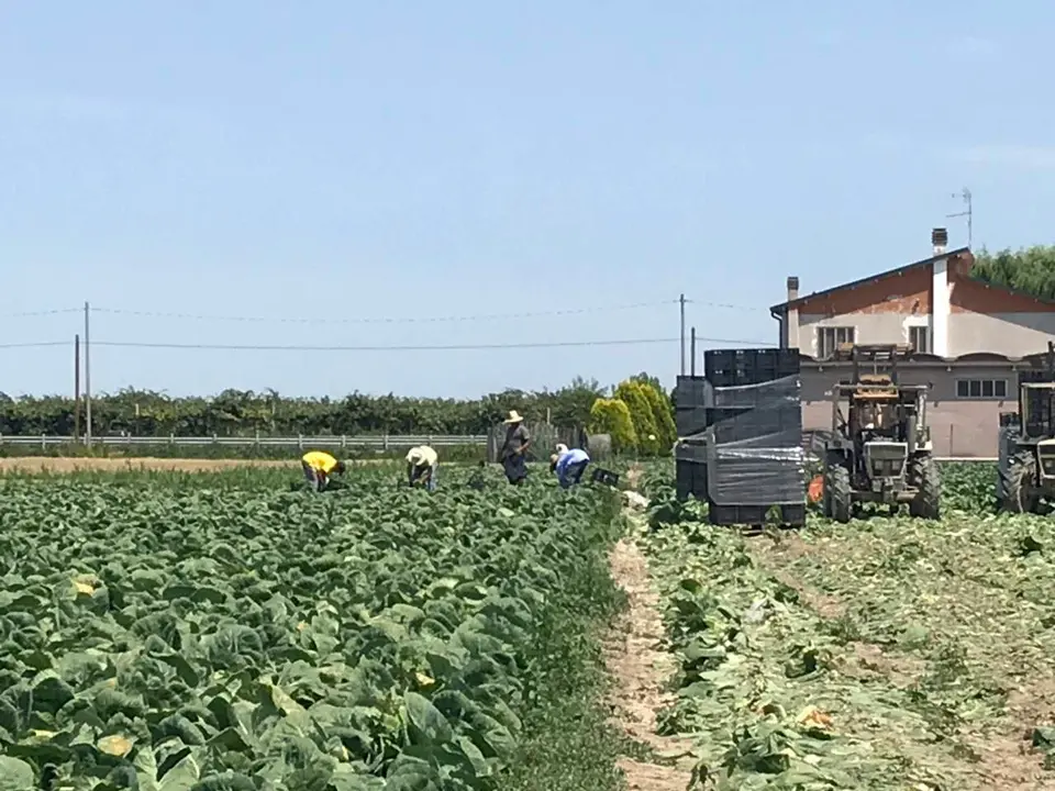 Caporalato nel Brindisino: arrestato il responsabile di una cooperativa