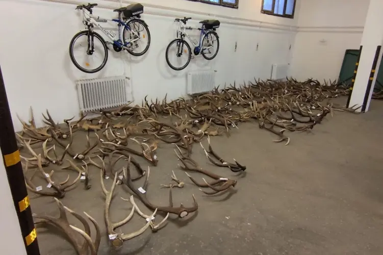 More than 200 hunting trophies seized in case of Baranya man