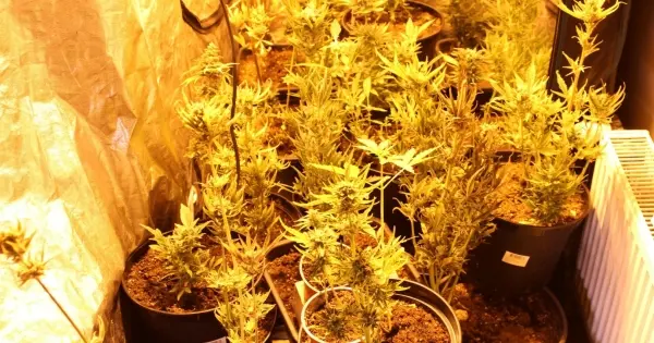 Drug trafficking organised group dismantled in Ventspils — three men detained