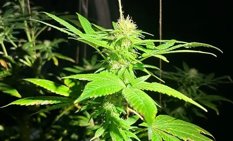 Cannabis trafficking network in Brașov: seven youths detained, youngest is 15 years old