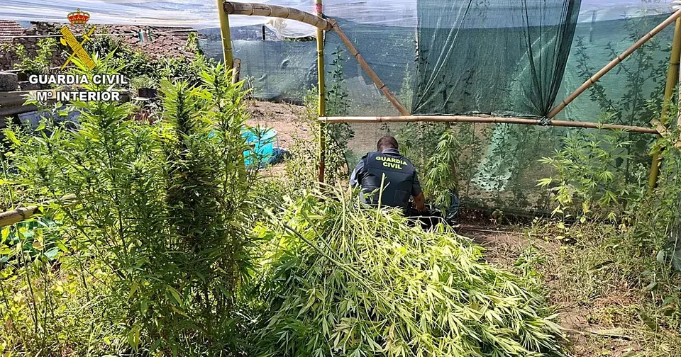 Two cannabis plantations on the same street in Arbo, Pontevedra