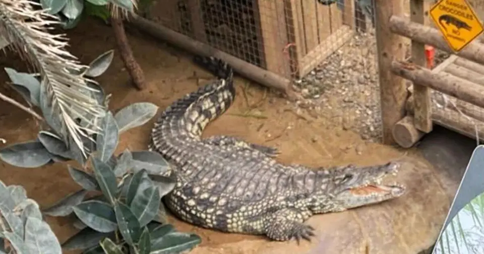 Toddler thrown into crocodile enclosure at Cambridgeshire zoo discharged from hospital