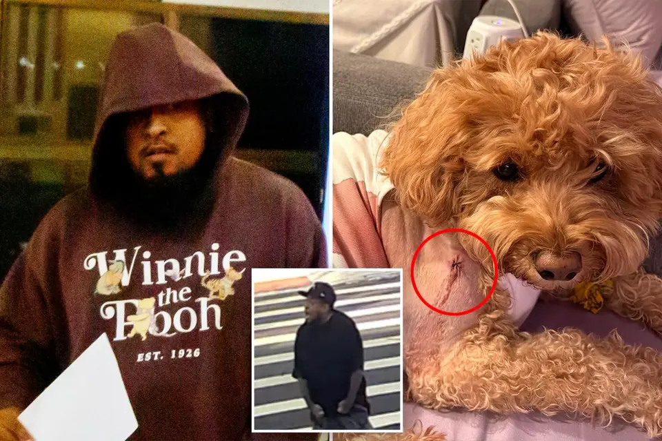 Brooklyn Gunman Arrested for Shooting Service Dog During Street Dispute