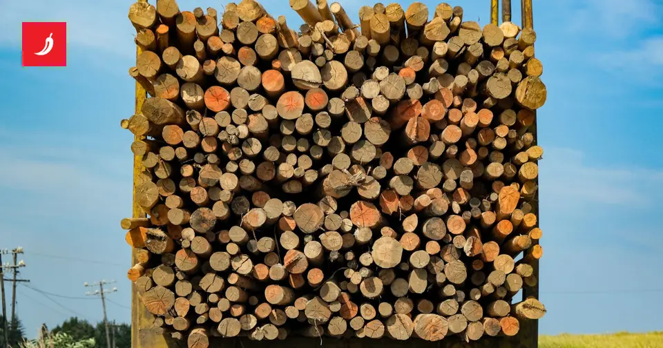 Forged waybills and others' timber: four suspects in Gospić
