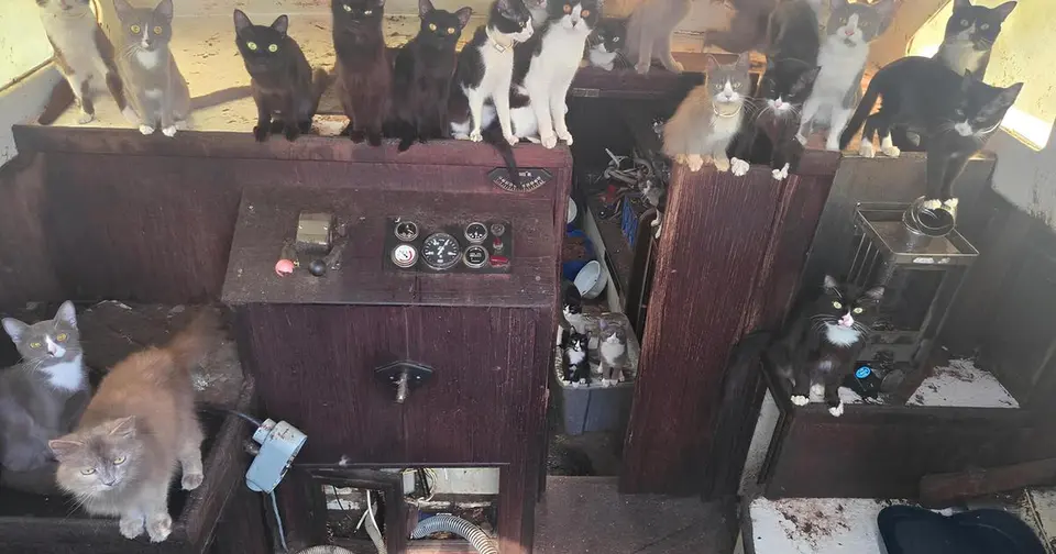 Plus de soixante chats sauvés d'un voilier abandonné à Tacoma, Washington