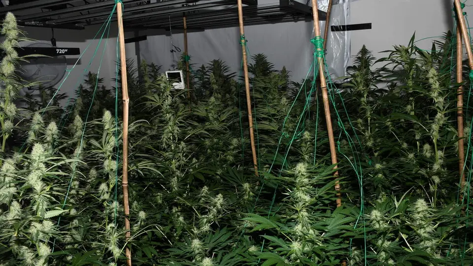 Man arrested after sophisticated cannabis growhouse found on Kerry-Cork border