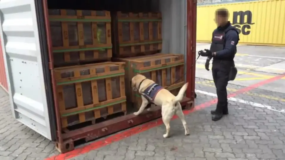 Over 100 tonnes of drugs hidden in timber for Europe: massive discovery in Chile