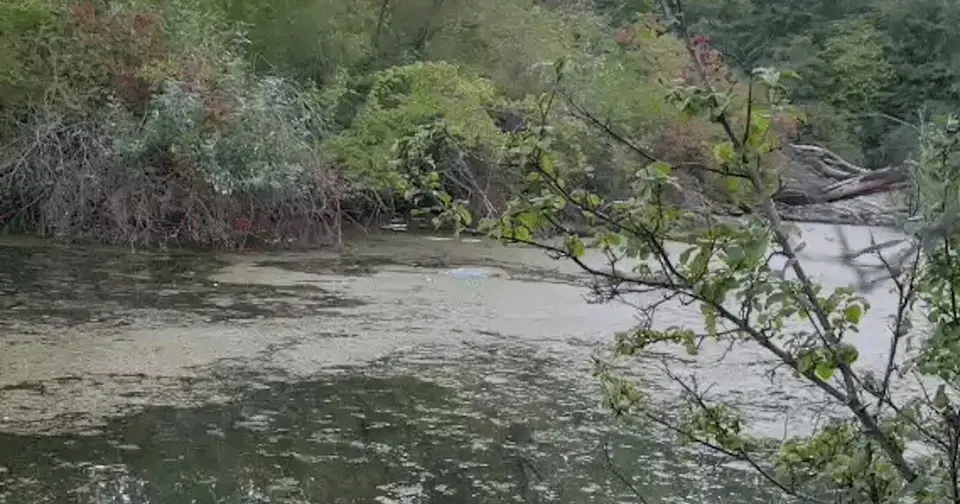 Verweste Leiche auf Wiener Donauinsel entdeckt – LKA ermittelt