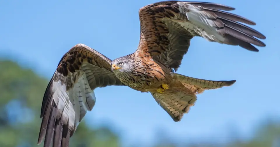 Red Kite found poisoned near Dinnet, Aberdeenshire — police appeal for information