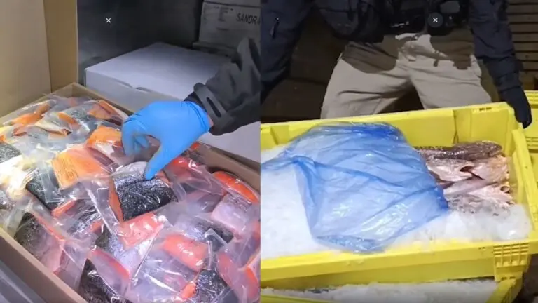 54 detenidos en red de contrabando de pesca ilegal: incluye carabineros y funcionarios públicos