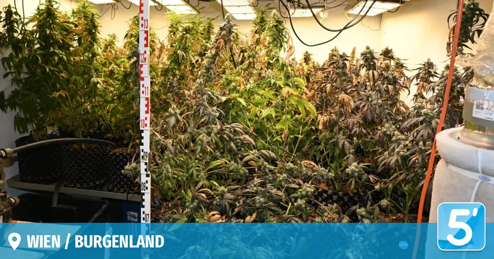 Zwei Cannabis-Plantagen in Wiener Wohnung ausgehoben – 51 Pflanzen sichergestellt