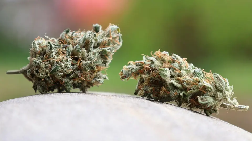 BKA dismantles alleged drug network operating under corporate cover