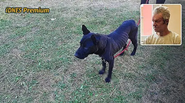 Podborany men face conditional sentence and animal ownership ban for dog abuse