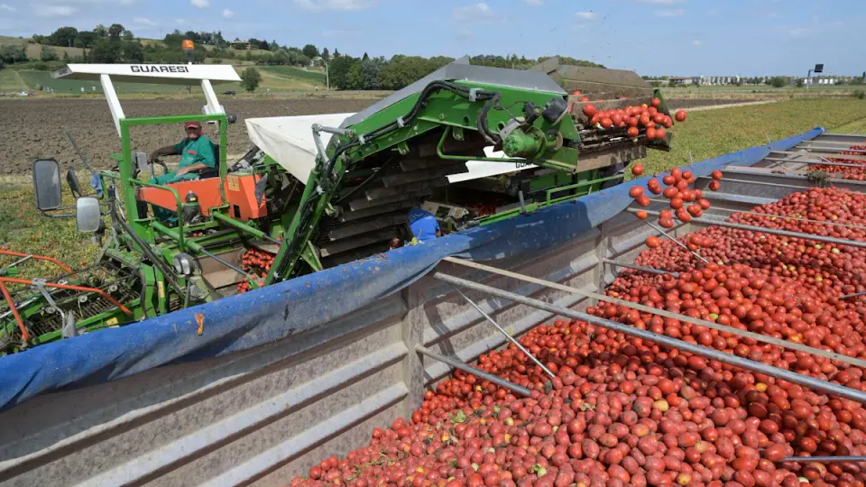 Four agricultural labourers burnt alive in southern Italy