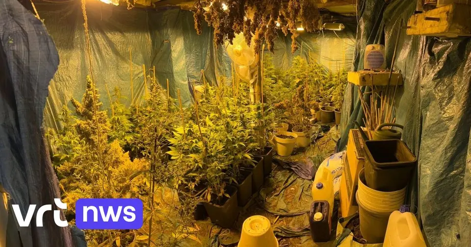 Cannabissmokkel via Brussels Airport vertienvoudigd: 8 arrestaties na vangst van 500 kg