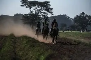 Fake horse passports used in Europe-wide trafficking ring, two arrested